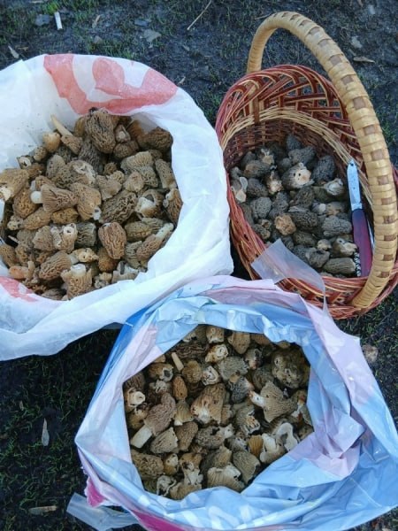 Курские грибники и раньше срока открыли грибной сезон