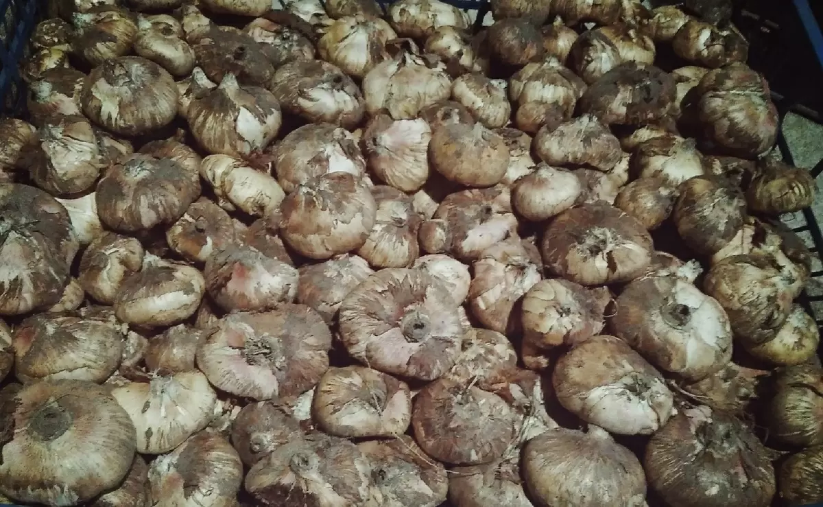 Как подготовить луковицы гладиолусов к посадке: полезные советы для новичков