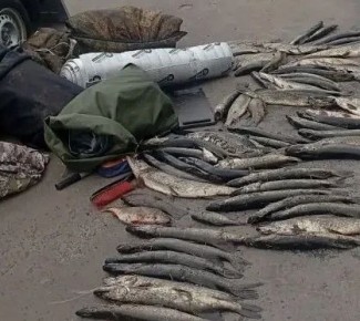 Под Курском остановили автомобиль с 80 килограммами незаконно выловленной щуки