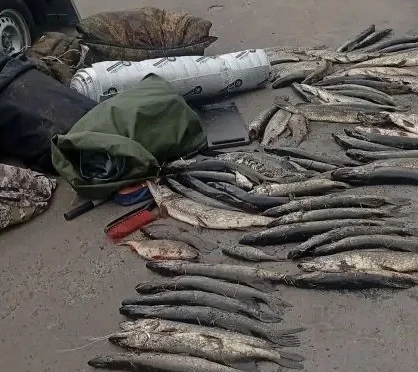 Под Курском остановили автомобиль с 80 килограммами незаконно выловленной щуки