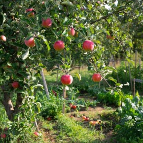 Как правильно обрезать косточковые культуры: секреты успешного сада