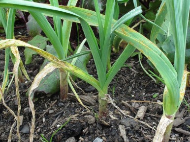 весенний уход за чесноком: избегите основных ошибок для богатого урожая