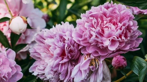 Тайны ухода за пионами: от уныния к цветочному триумфу