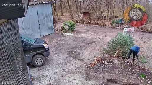 Голубая ель поплатилась жизнью за сообщение о разрушении берега реки Сейм в Курске экскаватором - во всяком случае в этом уверены общественники сообщества "Курский край"