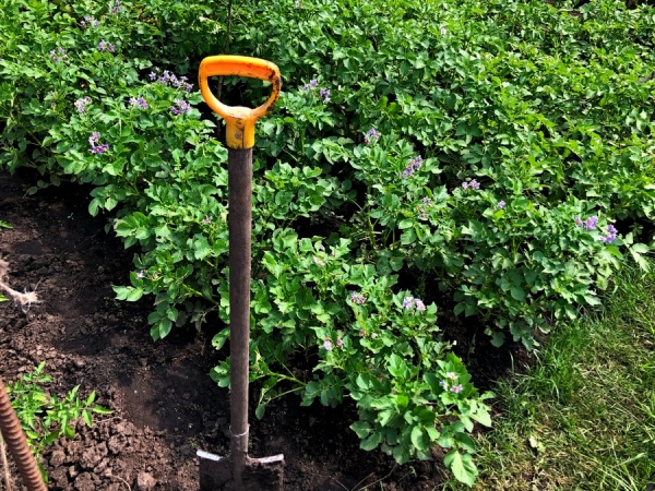 Курский дачник ударил соседа по голове палкой