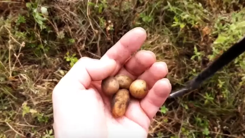 Как золота подкормка в июле поможет собрать богатый урожай картофеля