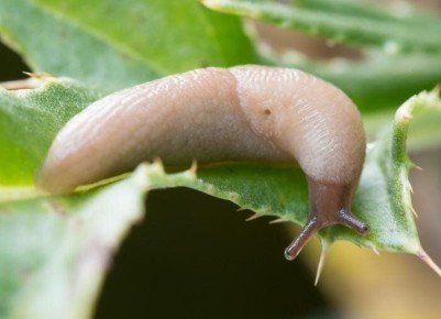 ����������� ������� ������ �� �������� �� ����� �������