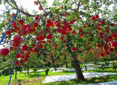 ��������, ���������� ������� ����