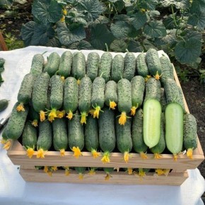 ������ ������: ���������� ������ � ������� ������� � ������� ���������