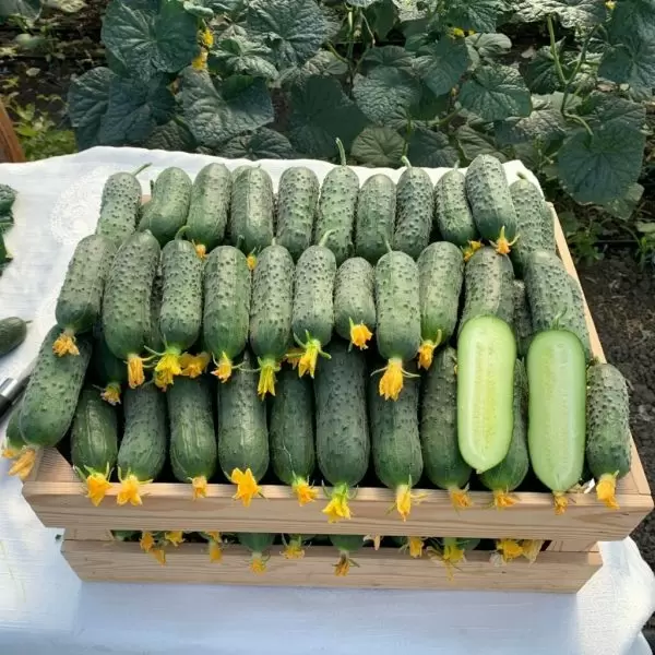 Огурец Казбек: уникальный гибрид с быстрым урожаем и высоким качеством