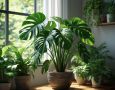 Монстера Адансона: секреты ухода для буйного роста в вашем доме