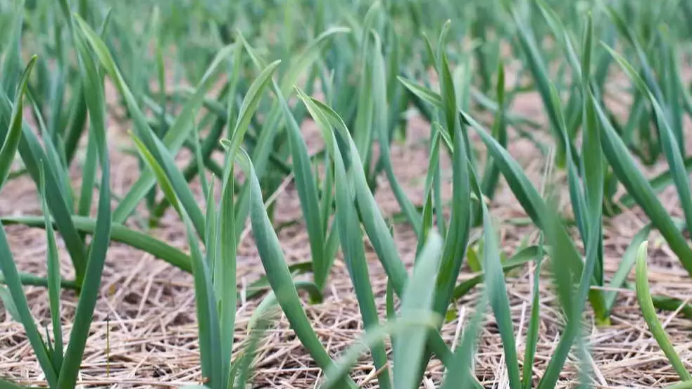 Как уникальная трехуровневая посадка чеснока поможет избежать неудач в любом климате