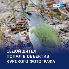 «Спустился с небес»: седой дятел позирует курянам