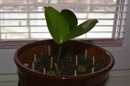 ������ � �������: ����������� ������������ ��� �������� ��������