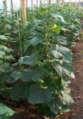 ��� ��������� �� �������� � ������ ����: ������ ������� �����������