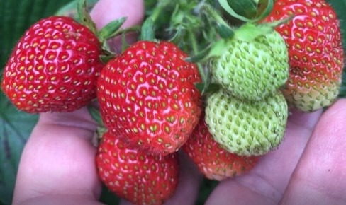 ���-5 ������ ��������� ��� ������������� ������