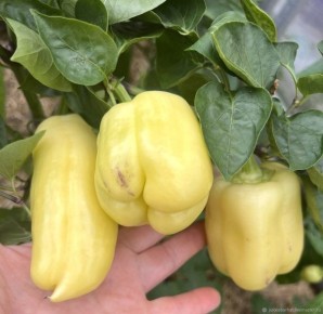 ����� ������� ����: ���������� ���� � ����� �������� ������ � ������� ������������ ��������