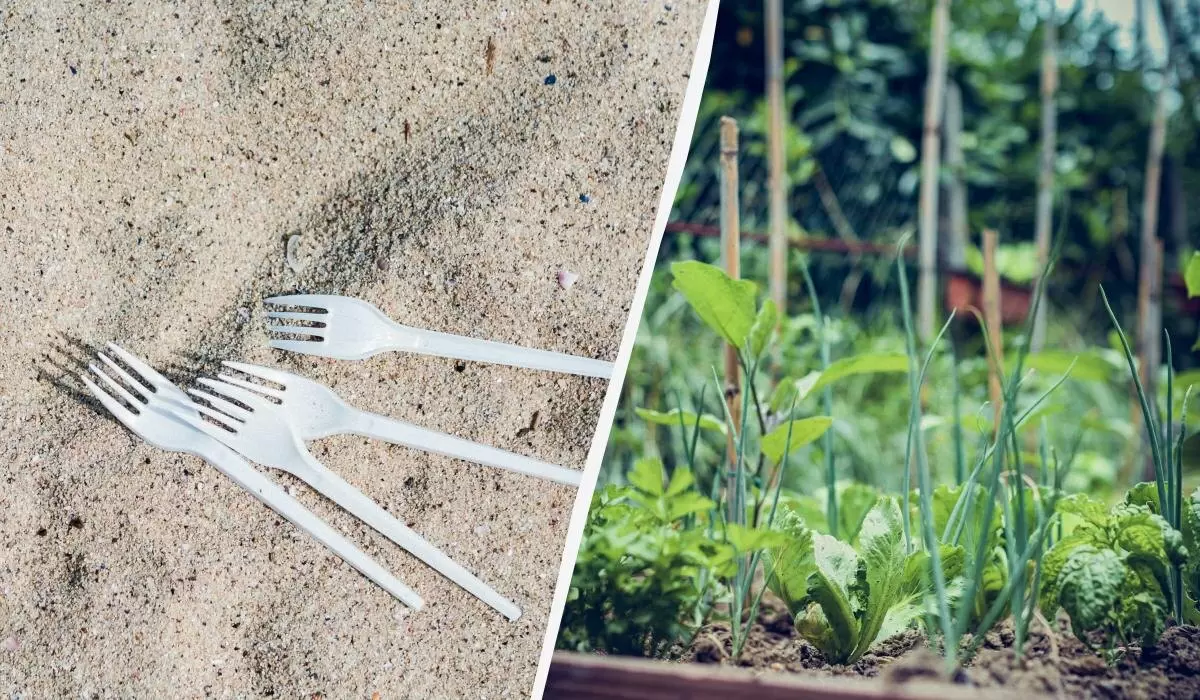 Как использованные пластиковые вилки спасают огород от вредителей и помогают растениям