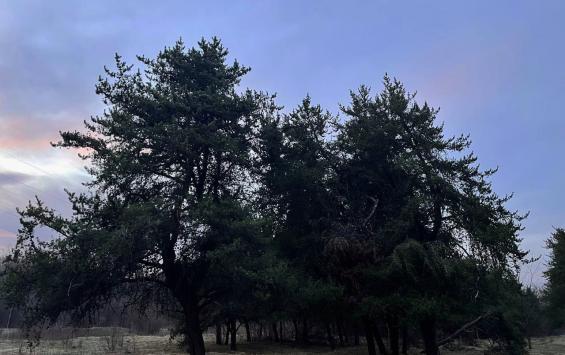 В Курской области 12 апреля ожидается небольшое потепление