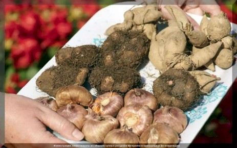 Секреты зимнего ухода за цветами: когда и какие многолетники выкапывать осенью