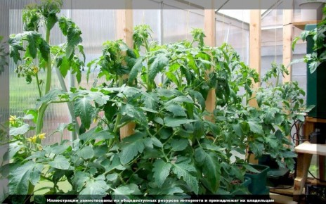 Чудеса и сложности ухода за томатами: что важно знать в середине лета