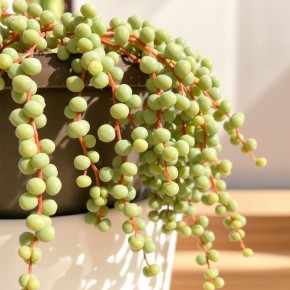 ������� ��������� ������������: ��� '����� �������' ��������� ����������������� � �������