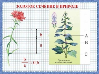 Искусство гармонии в саду: как золотое сечение поможет создать идеальное пространство