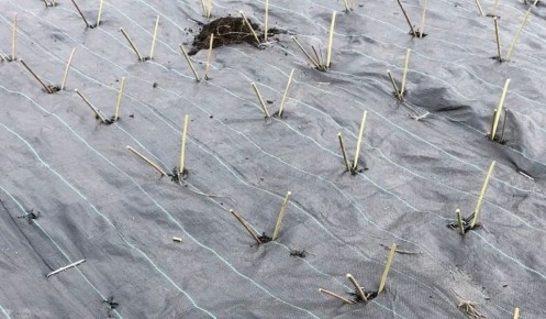 Курские мастера высадили 300 кустарников для использования в лозоплетении