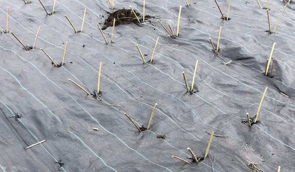 Курские мастера высадили 300 кустарников для использования в лозоплетении