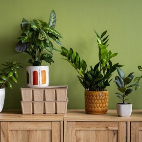 Как кофейная гуща может преобразить ваши домашние растения