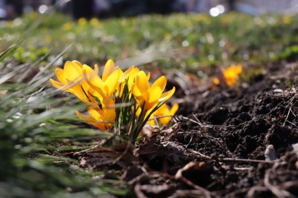 Доброе утро!. Сегодня, в понедельник, 13 апреля, по прогнозу регионального отделения МЧС, в Курской области облачно с прояснениями