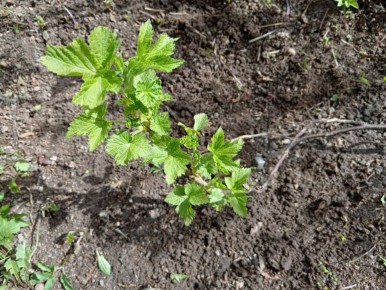 Как легко размножить смородину: секреты успешного процесса