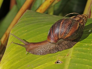 Секреты борьбы с вредителями: как уберечь свой сад от улиток и слизней