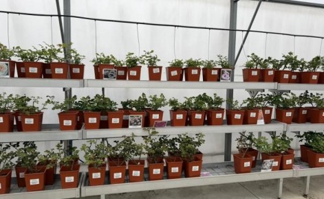 В Курске в начале мая в парке «Патриот» высадят 450 кустов роз