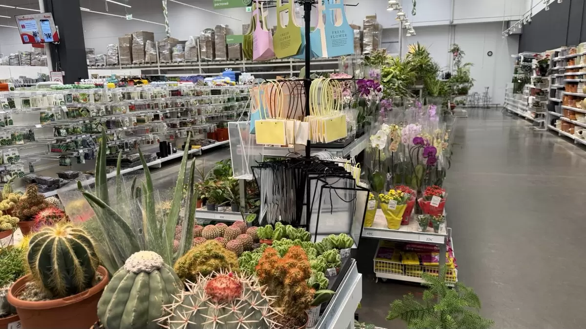 Как выбрать здоровое растение: советы и хитрости для успешного ухода