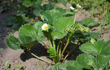 Как спасти клубнику от цветопада: эффективные меры против долгоносика