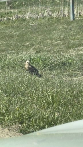 ��� ���������� �������� ������� � ������� �����: ��������� �����������