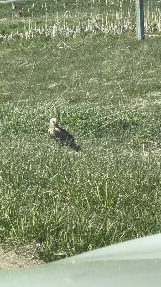 Как превратить заросший участок в зеленый оазис: пошаговое руководство