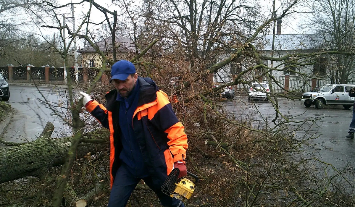 В Курске убирают поваленные деревья после сильного ветра
