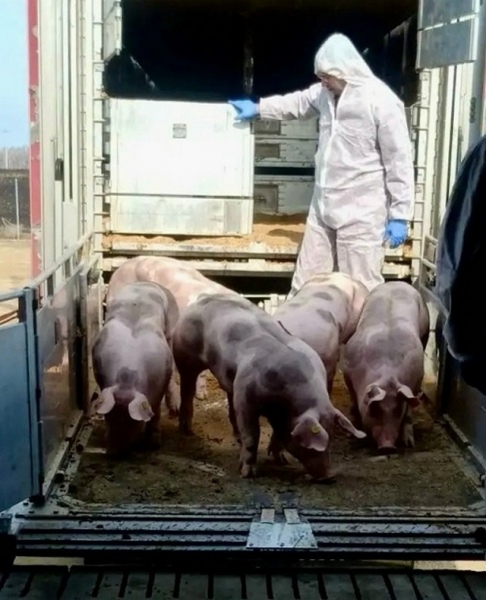 В Курскую область привезли племенных хряков из Евросоюза