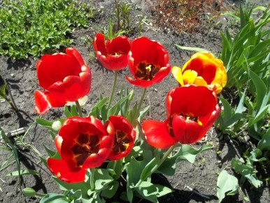 Весной тюльпаны: как правильно пересадить любимые цветы