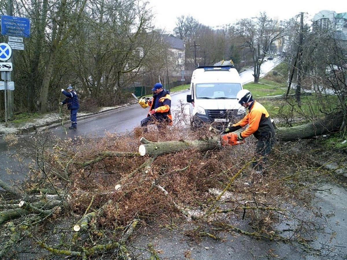 В Курске из-за сильного ветра падают деревья