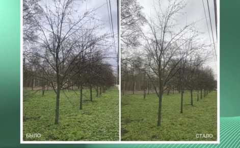 В Курске на Боевке обрезали липы вдоль главной аллеи