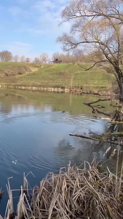 В Конышевском районе спасли бобра