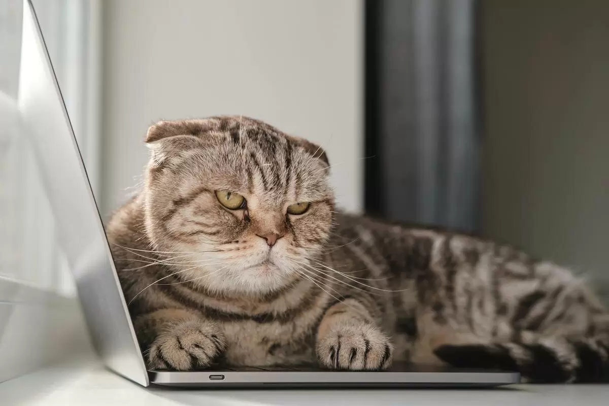 Как извиниться перед вашей кошкой: 7 секретов от ветеринара