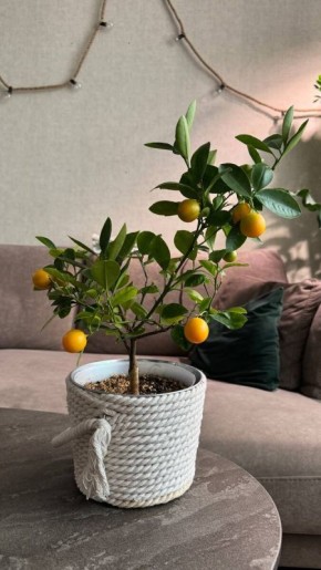 ���������������: �����, ������ �������� � ������� ������