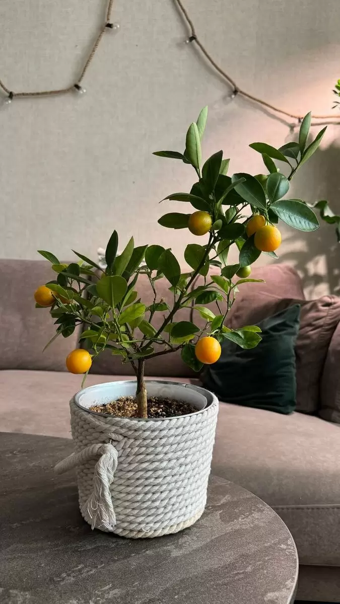 Цитрофортунелла: ветки, полные рекордов и сладких плодов