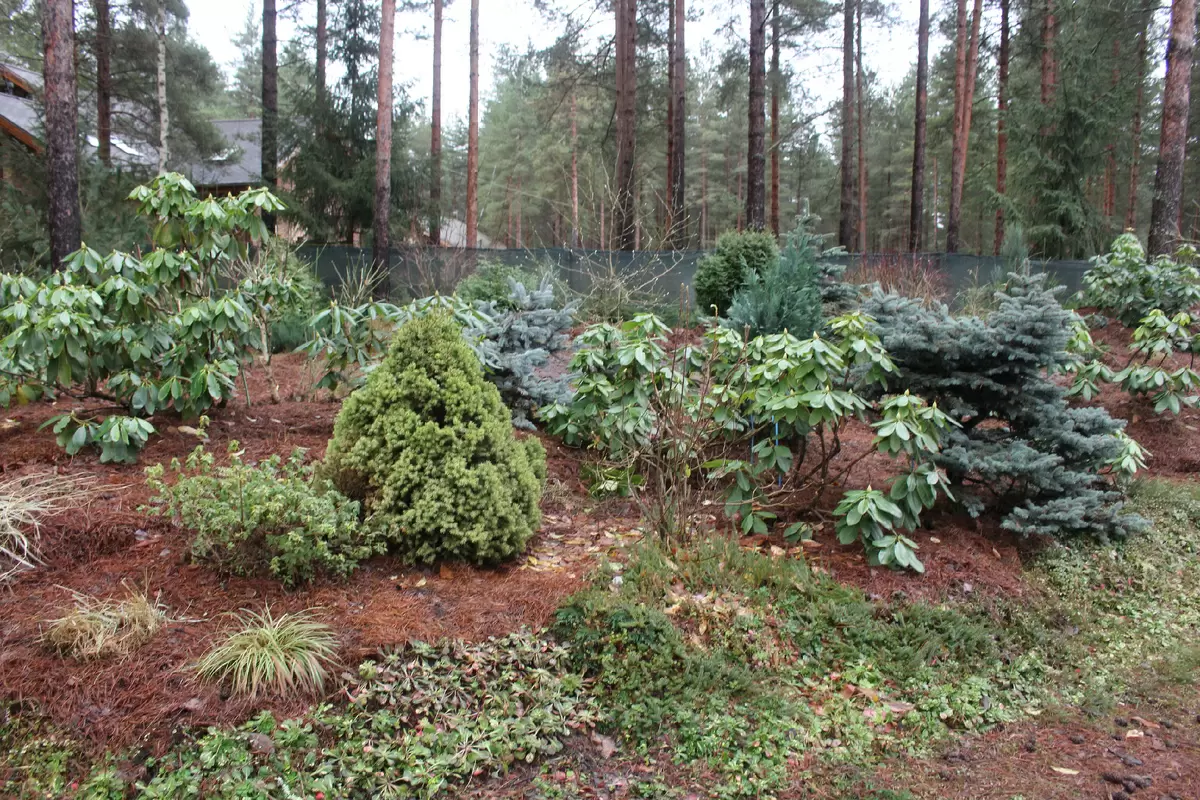 Зимний сад без снега: как сохранить красоты в холоде