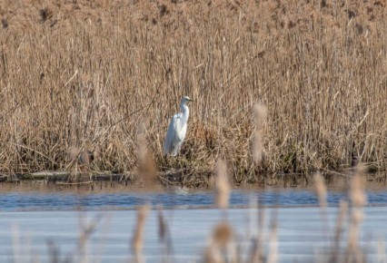 ������ ����, ����������� �����!