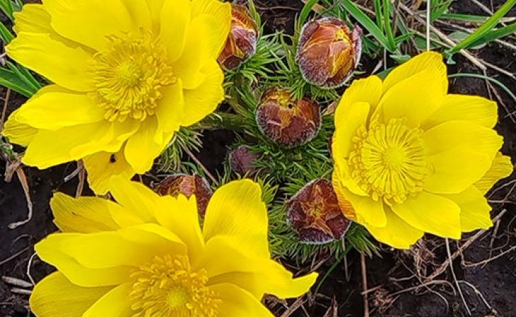 В курском заповеднике рассказали о распустившихся первоцветах